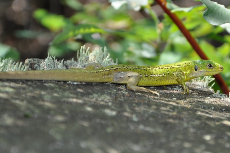 photos de reptiles et amphibiens de vos jardins - Page 9 Csc_0038