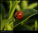 Chrysomelidae ??? et coccinelles Coccin13