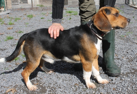  CHARLY, type beagle mâle, 1 an, SPA Douai (59) Charly11