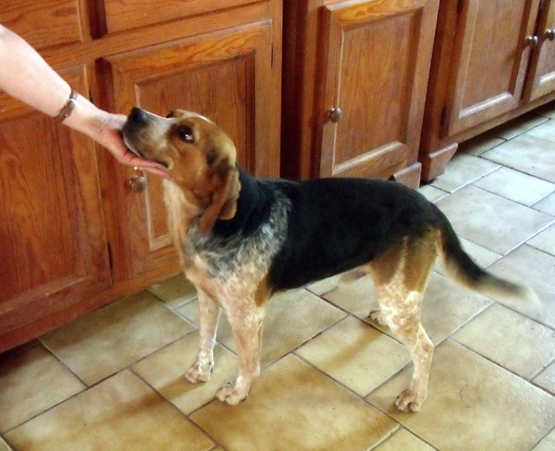 BERLIOZ, croisé beagle mâle, 5 ans, Bretagne Septem10