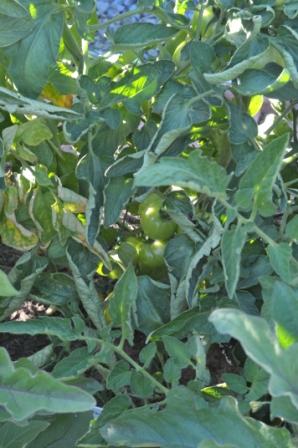 Tomato Tuesday/N. Calif. & Coastal Valleys 21jun215