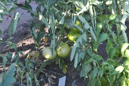 Tomato Tuesday/N. Calif. & Coastal Valleys 21jun216