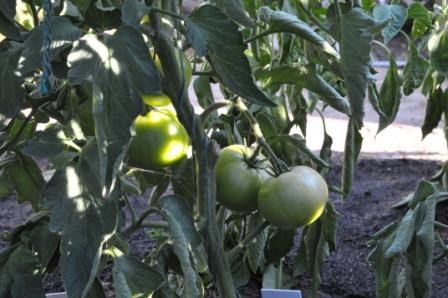 Tomato Tuesday/N. Calif. & Coastal Valleys 21jun217