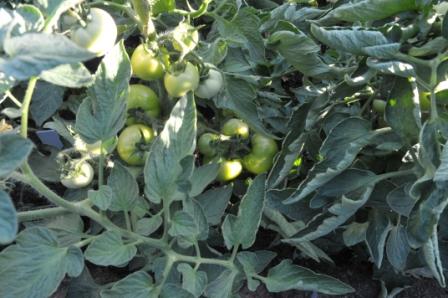 Tomato Tuesday/N. Calif. & Coastal Valleys 21jun218