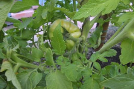 Tomato Tuesday/N. Calif. & Coastal Valleys 21jun219