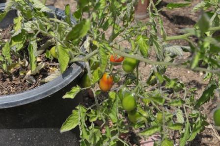 Tomato Tuesday/N. Calif. & Coastal Valleys Dsc_0013