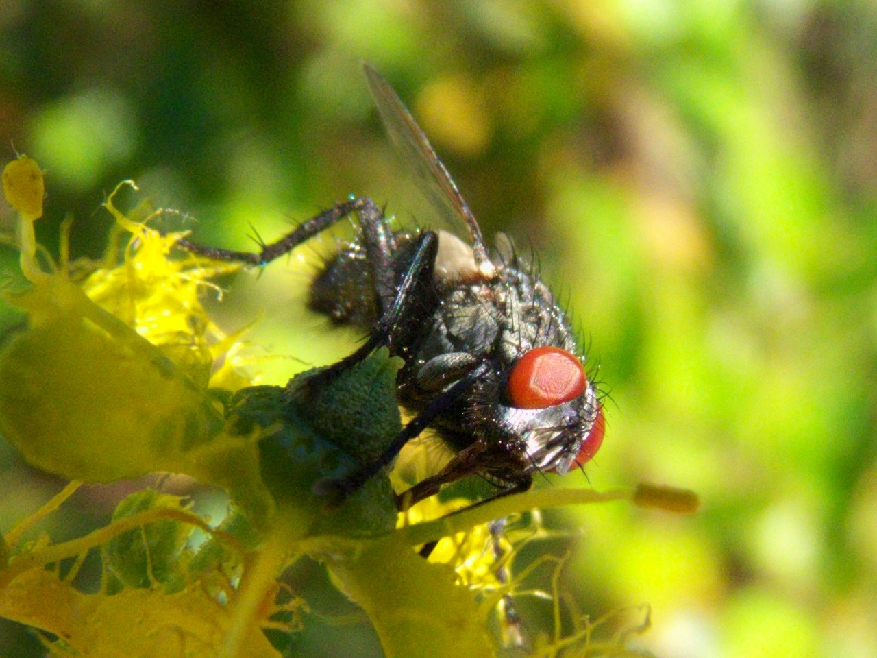 [Sarcophaga sp.] Une mouche P1030716