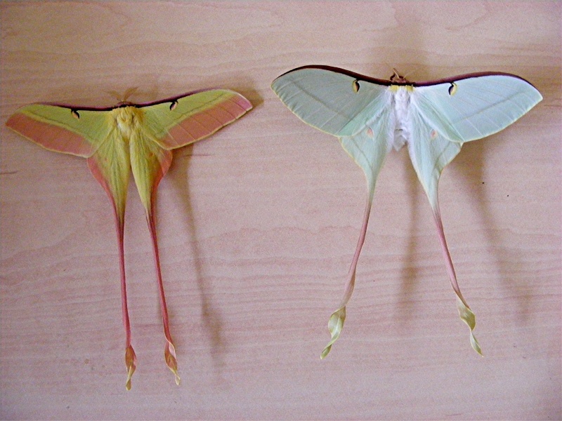 Suivi d'élevage : ACTIAS DUBERNARDI - Page 3 Dscf4310