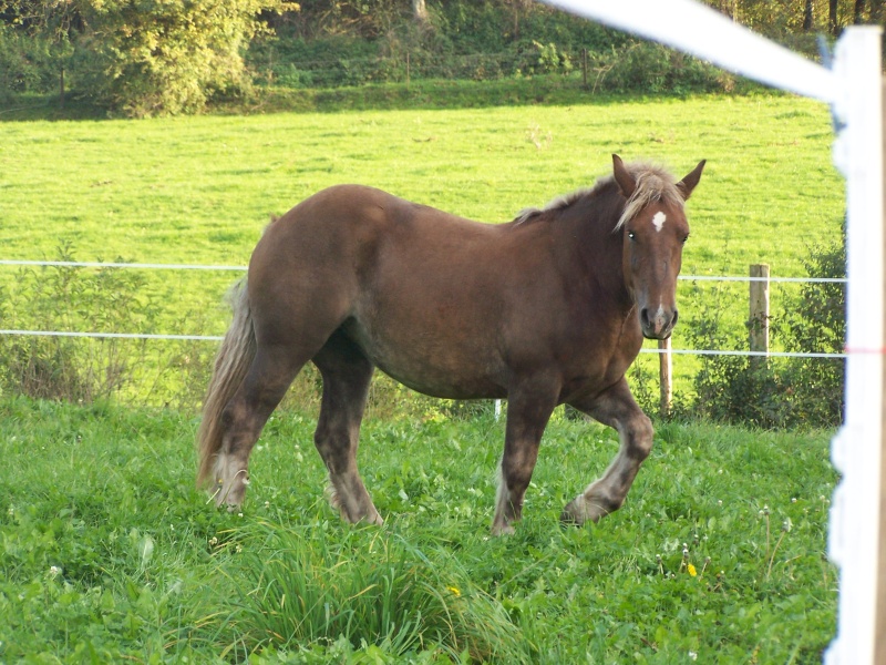 Dpt 70 - Vickie, ONC Trait, adoptée par sandrine F (2010) - Page 8 100_3111