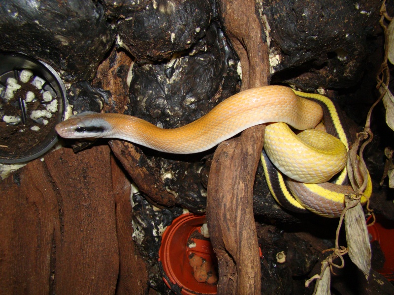 mon male ridleyi cameron highlands Dsc01010