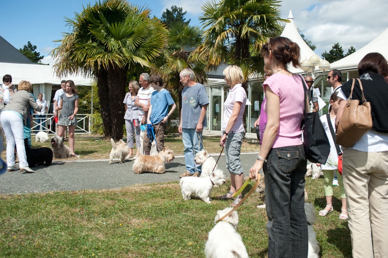 Dixie, westie femelle de 7 mois en RP - Page 17 3710