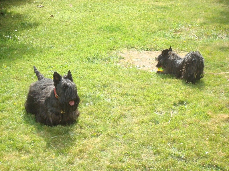 Dixie, westie femelle de 7 mois en RP - Page 17 Dsc02420