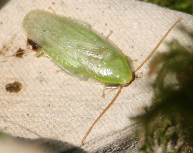 grüne Schaben - Panchlora nivea Adult_10