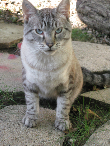 Chat "blue point" sur  Metz  =(*o*)= Blue_p10