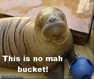 funny pics here^^ add your own Bucket11