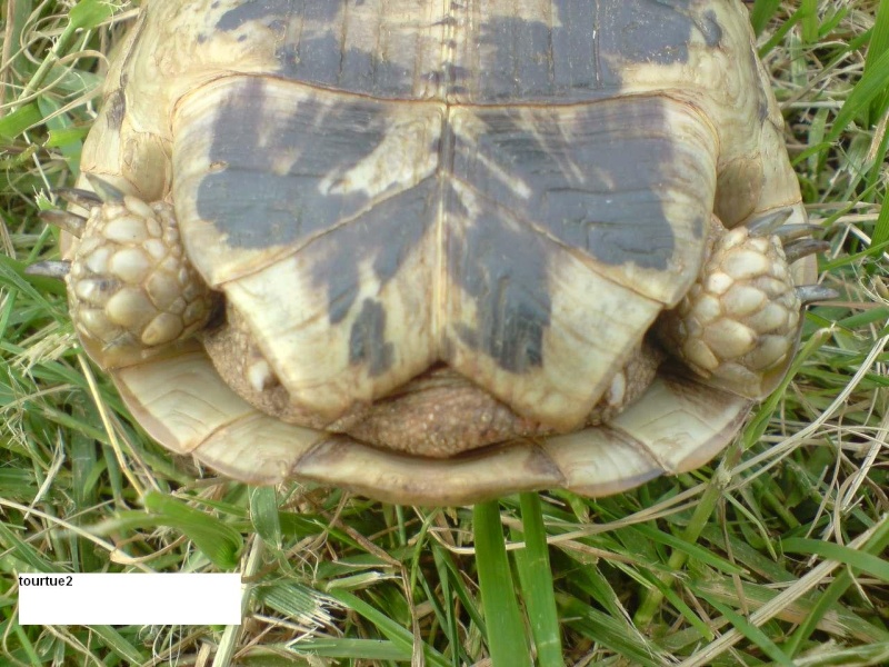 debutant cherche a identifier ses tortues 210