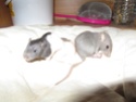 Rat ou souris ?  Img_2010