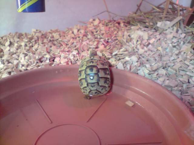 ma petite tortue :) P0909113