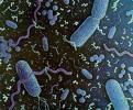 Zašto bakterije mogu poboljšati efikasnost filtera Bakter10
