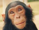 Čimpanze pametnije od ljudi? Chimpa10
