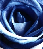 Plave ruže  Plave_10