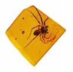 Znanstvenici su ‘vratili u život’ 50 milijuna godina starog pauka Spider10