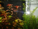 fundulopanchax nigerianus "innidere" 100_4312