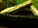 fundulopanchax nigerianus "innidere" 100_4313