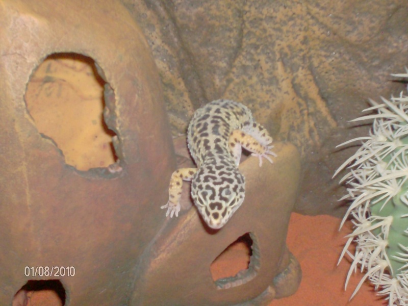 Gecko Léopard 00610