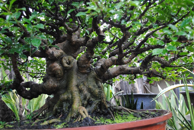 Another Ficus Microcarpa "not the traditional taiwan style"..give your insight please Dsc_0930