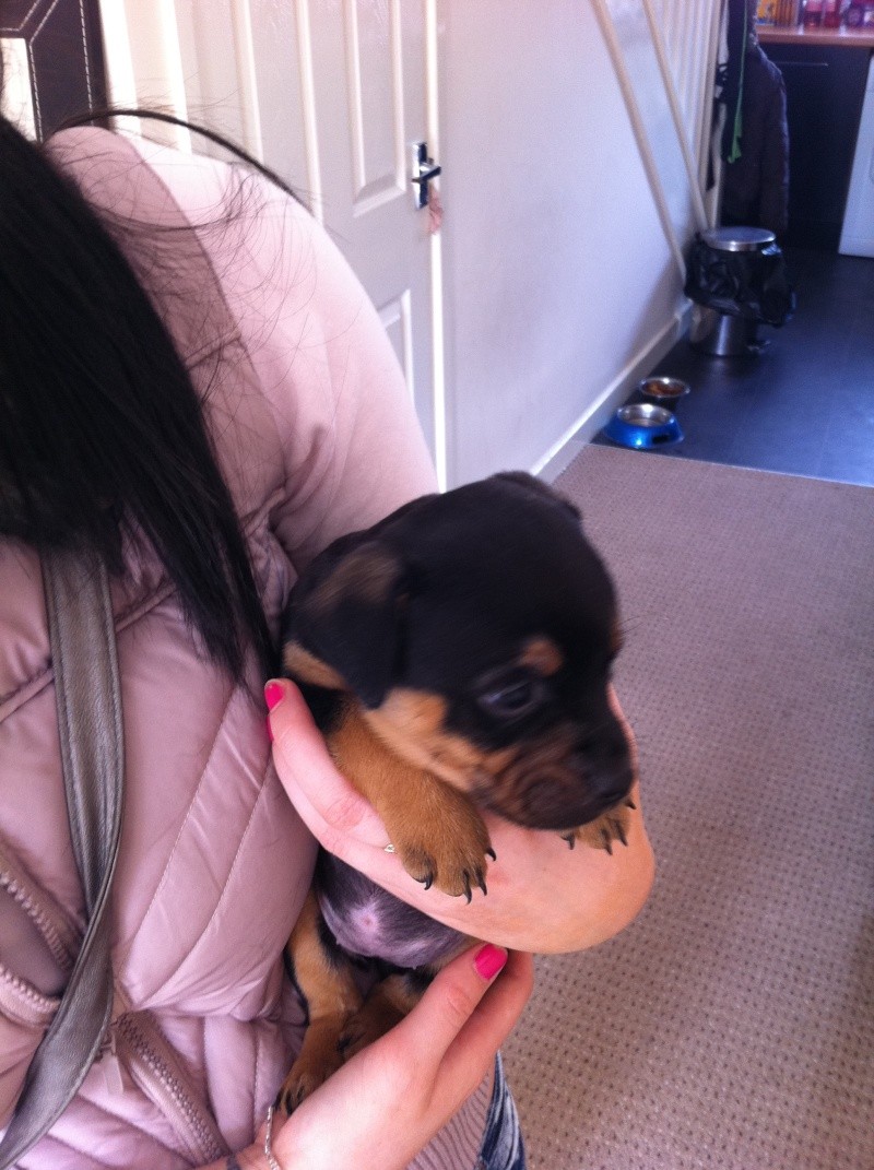 new dog to home 2day is the day Img_0713