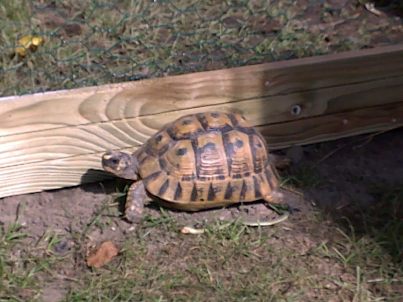 déterminer l'espece de mes tortues Vito_017