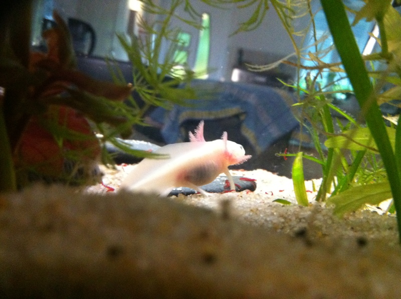 mon premier axolotl Img_2012