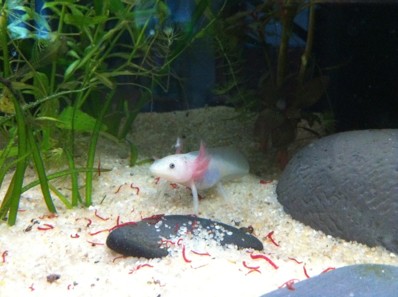mon premier axolotl Img_2013