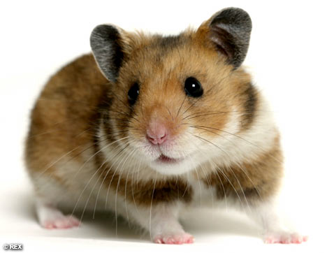 Le hamster syrien Hamste14