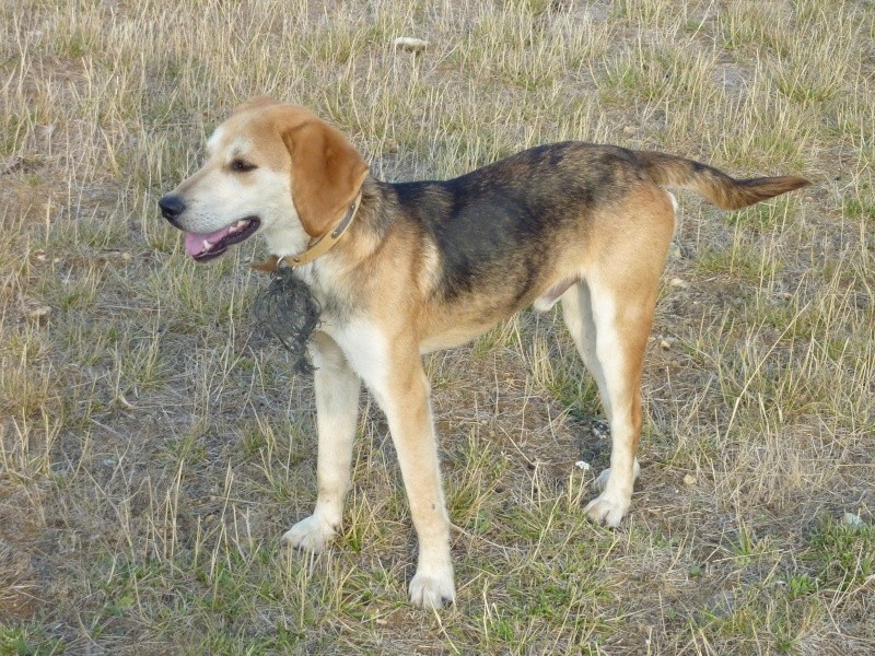 EURO, beagle mâle, environ 2 ans (79) Euro_a10