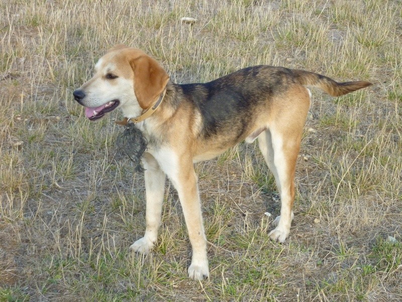 EURO, beagle mâle, environ 2 ans (79) Euro_a10