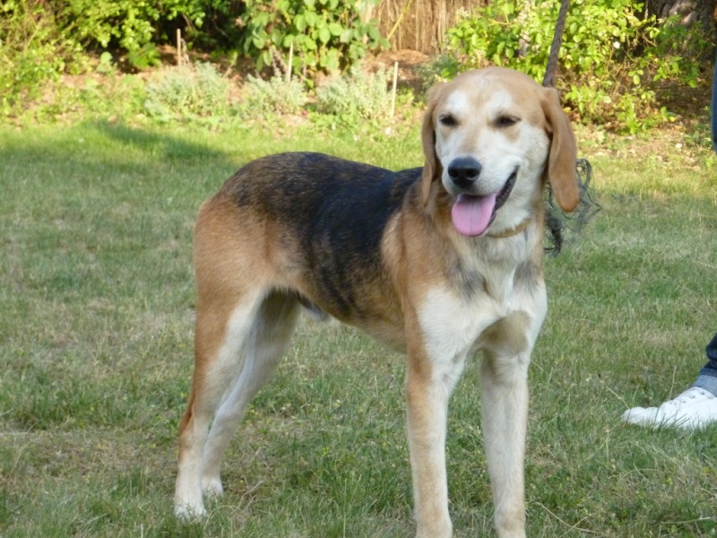 EURO, beagle mâle, environ 2 ans (79) Euro_a12