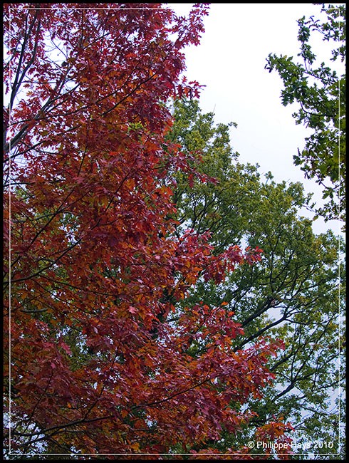 Vert, jaune, rouge c'est l'automne. 20101064
