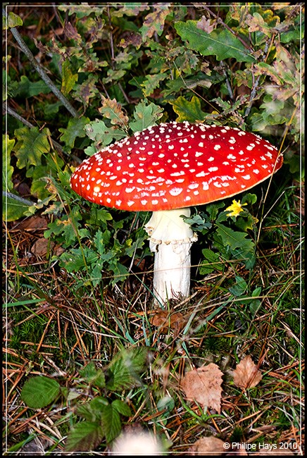 Champignon 20101070