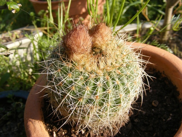 Fleurs de cactés 2011 Cactus10