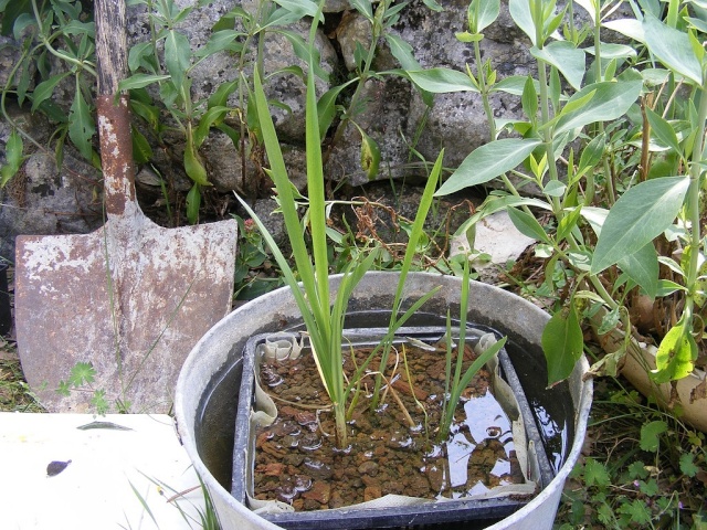Les Iris d'eau Dscf8415