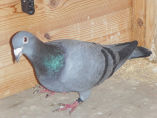 some pictures of new stock Birds022