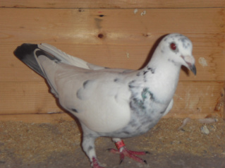 some pictures of new stock Birds023