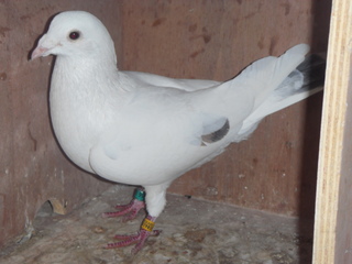 some pictures of new stock Birds024