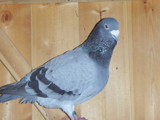 some pictures of new stock Birds025
