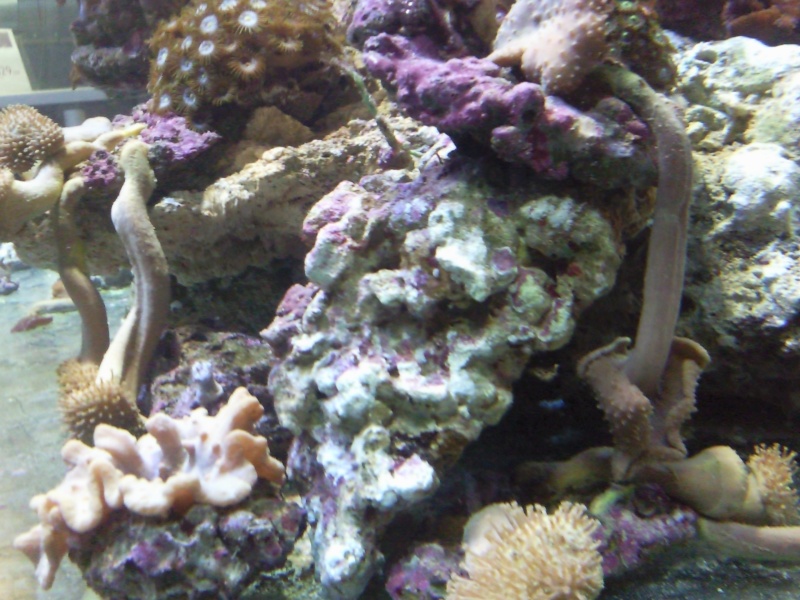 probleme coraux Photo042
