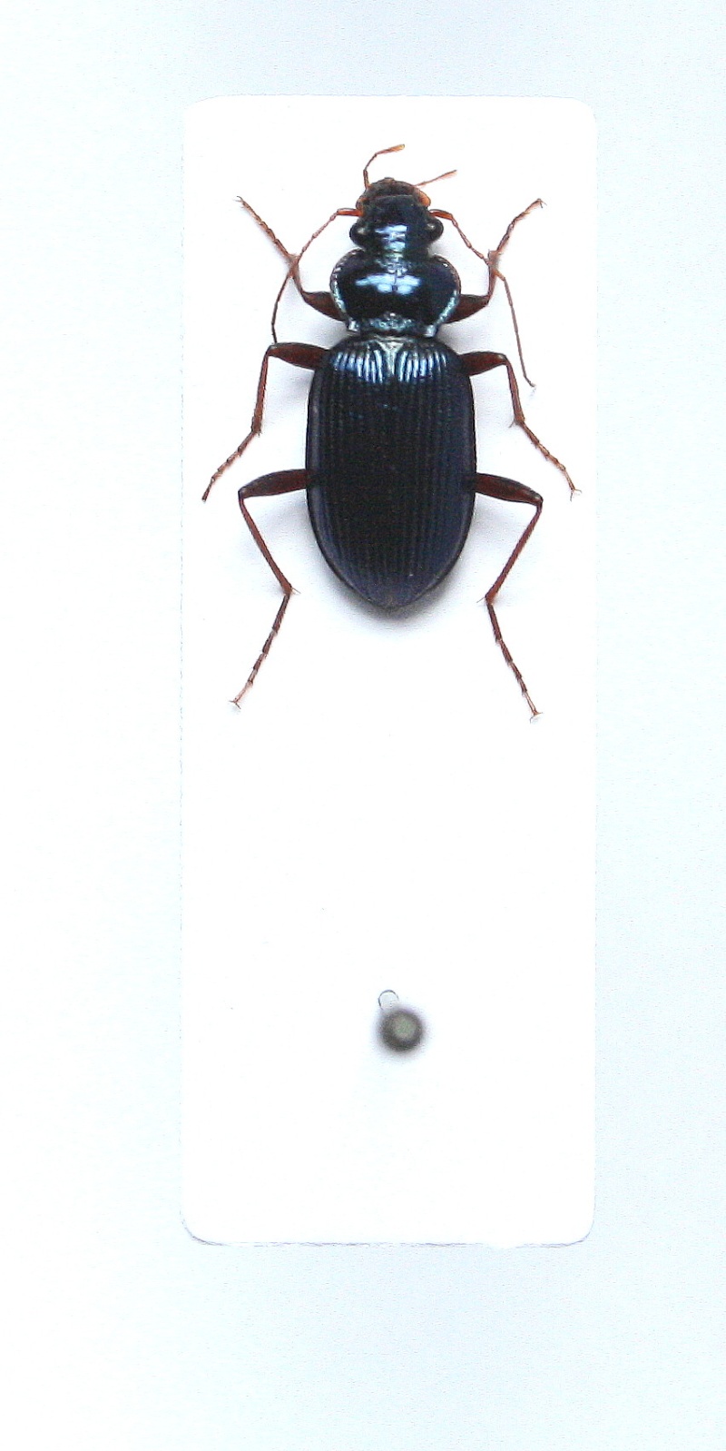 [Leistus (Pogonophorus) spinibarbis] Leistus sp? Nebria10