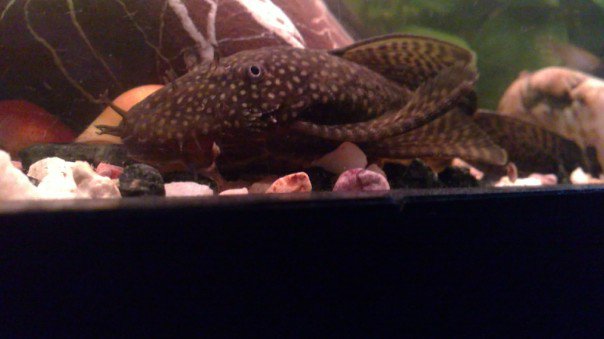 Brown bristlenose longfin sub adult male for sale 22905810