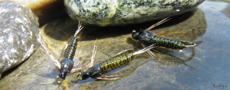 Petites nymphes et photos du week end dernier P5130111